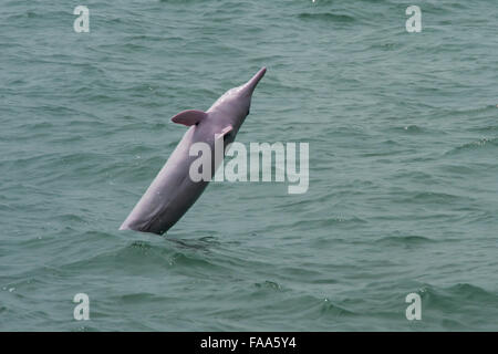 Female Indo-Pacific Humpback Dolphin (Sousa chinensis), breaching. Hong Kong, Pearl River Delta. Stock Photo