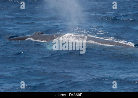 Fin Whale, Balaenoptera physalus, large adult animal surfacing, Azores, Atlantic Ocean Stock Photo