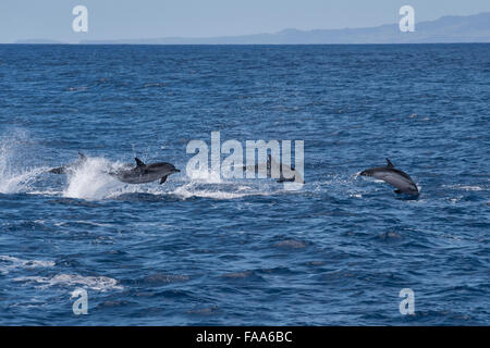 Striped Dolphin, Stenella coeruleoalba, group of Dolphin porpoising, near Pico Island, Azores, Atlantic Ocean Stock Photo