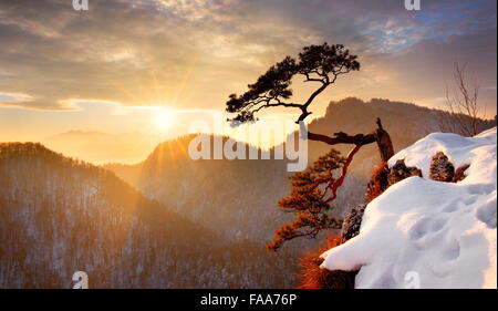 Alone single pine tree at Sokolica cliff Pieniny National Park at sunset, Poland Stock Photo