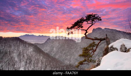 Alone single pine tree at Sokolica cliff Pieniny National Park at sunset, Poland Stock Photo