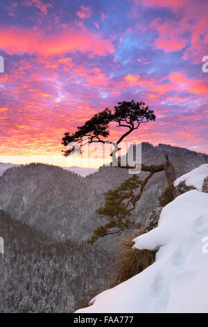 Single tree in Pieniny Mountains National Park at sunset, Poland Stock Photo
