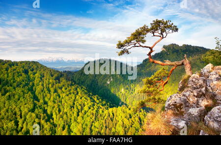 Alone single Pine Tree at Pieniny National Mountains Park, Poland Stock Photo