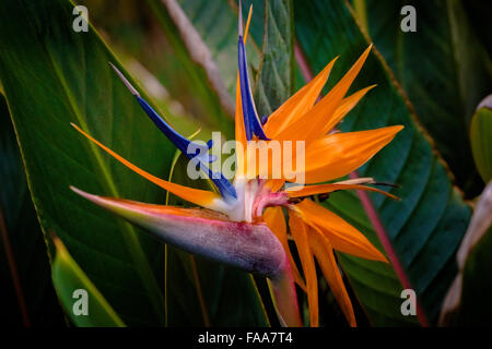 Beautiful Hawaiian Flower Stock Photo