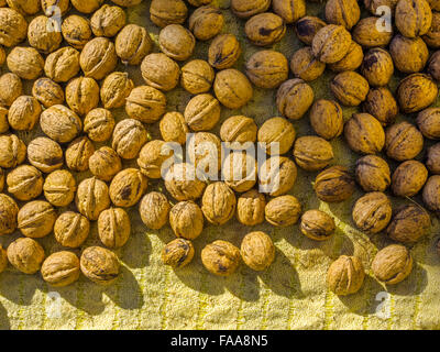 Drying walnuts in Abruzzo, Italy Stock Photo