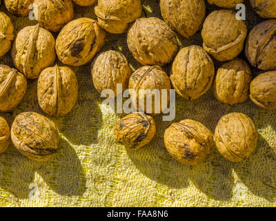 Drying walnuts in Abruzzo, Italy Stock Photo