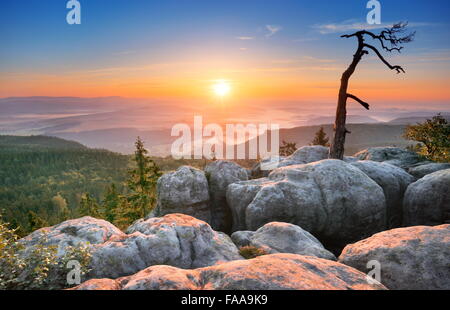 Single alone tree landscape at Sudety Mountains at sunrise, National Park, Poland Stock Photo