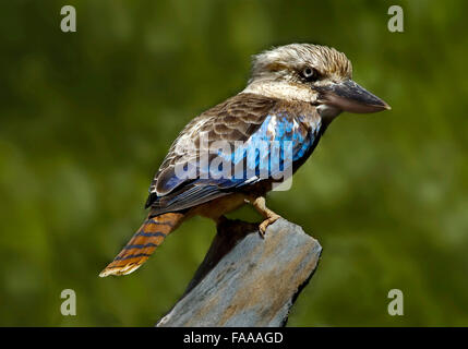 Blue-winged kookaburra ‘dacelo leachii’ Stock Photo