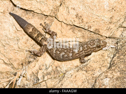 Medium sized Australian Rock gecko basking in the sun - Adelaide Hills, South Australia Stock Photo