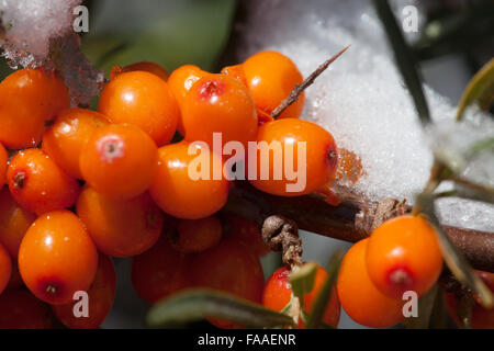 covered with snow wild sea buckthorn Stock Photo