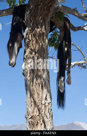 Hide sacrificial horse hanging on the tree Stock Photo