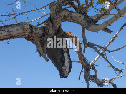 Hide sacrificial horse hanging on the tree Stock Photo