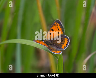 Large Copper (lycaena dispar) butterfly Stock Photo