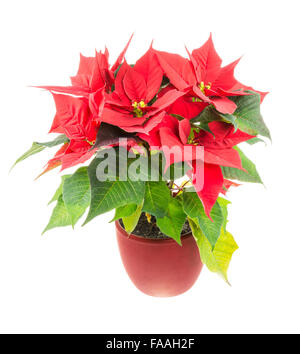 Isolated poinsettia (Euphorbia pulcherrima) flower Stock Photo