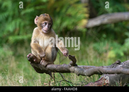 Barbary Macaque (Macaca Sylvanus) Stock Photo