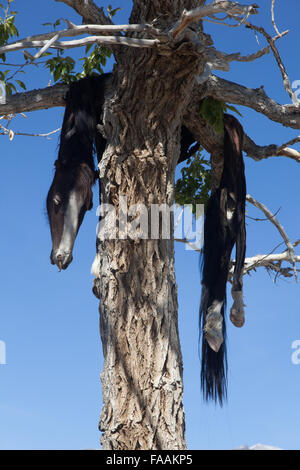 Hide sacrificial horse hanging on the tree Stock Photo