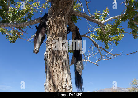 Hide sacrificial horse hanging on the tree Stock Photo