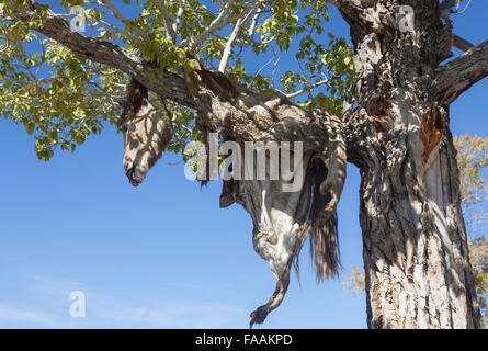 Hide sacrificial horse hanging on the tree Stock Photo