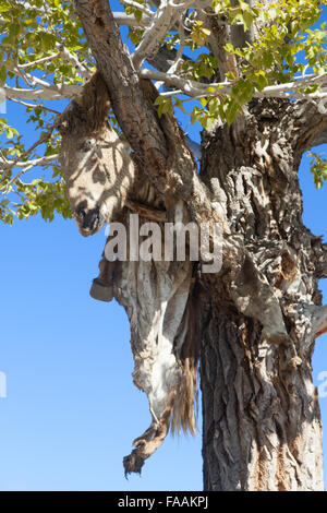 Hide sacrificial horse hanging on the tree Stock Photo