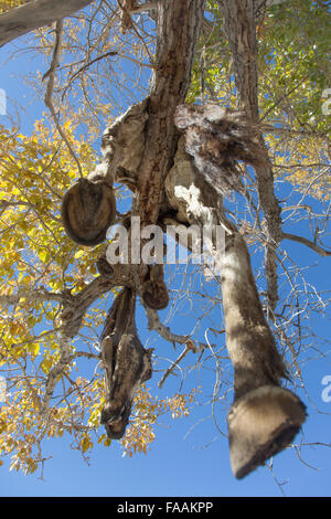 Hide sacrificial horse hanging on the tree Stock Photo