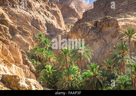 Mountain oasis Chebika at border of Sahara, Tunisia, Africa Stock Photo