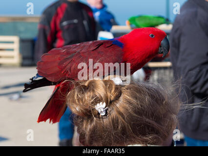 Eclectus Parrot on a young girls head Stock Photo