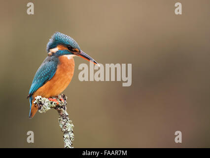 Female Common Kingfisher (Alcedo atthis) perched on lichen covered branch Stock Photo