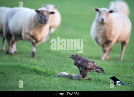 Wild male Common Buzzard, Buteo buteo on ground feeding on a rabbit with curious sheep looking on Stock Photo