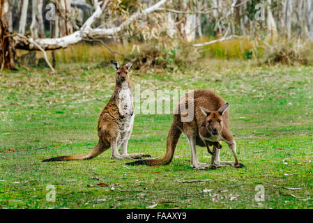 Grey  kangaroo  (Macropus fuliginosus) in Kaiserstuhl Conservation Park Stock Photo