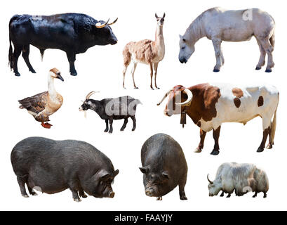 Set of pigs and other farm animals. Isolated over white background Stock Photo