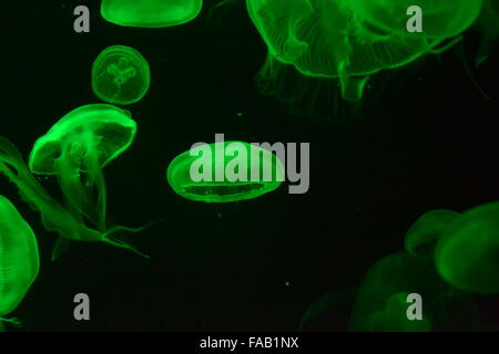Swimming jellyfish with tendrils on green black background