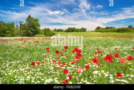 Landscape with a blooming poppies field and blue sky in the background, Poland Stock Photo