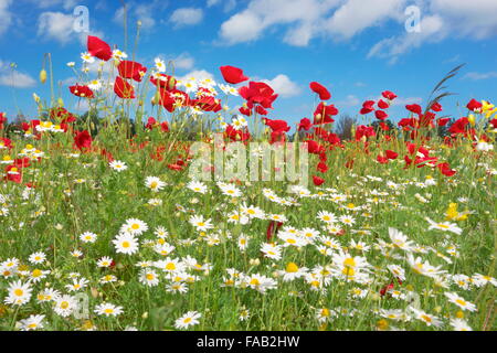 Meadow with a blooming poppy field and blue sky in the background, Poland Stock Photo