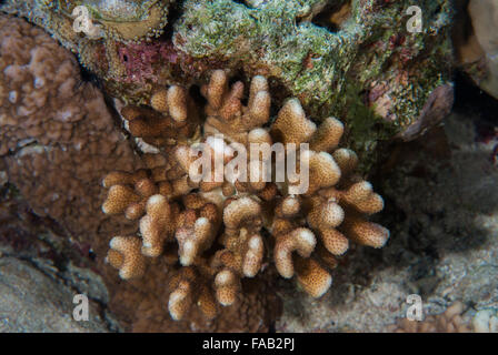 Antler Coral, Pocillopora eydouxi, Pocilloporidae Sharm el Sheikh, Red Sea, Egypt, Stock Photo