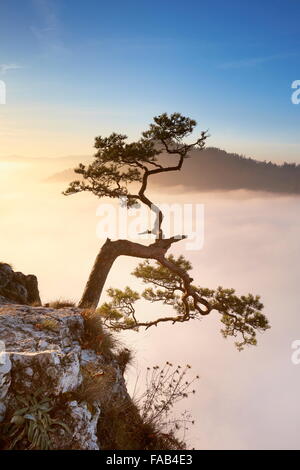 Alone tree at Pieniny Mountains, Poland Stock Photo