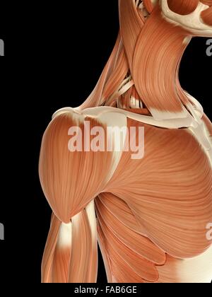 Shouldering Example Computer Shoulder muscles, computer illustration Stock Photo - Alamy