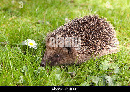 hedgehog on a lawn Stock Photo