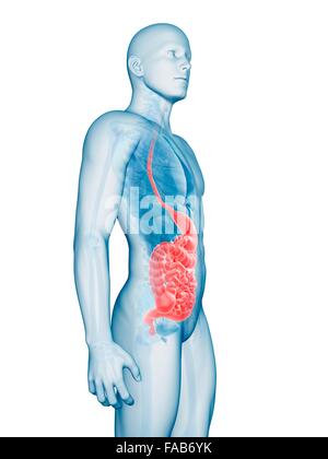 Human Digestive System Large and Small Intestine Anatomy Stock Photo ...
