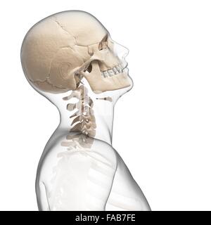 Human Neck Bending Backwards, Computer Illustration Stock Photo - Alamy