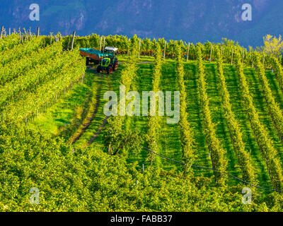 Agriculture and vinyards in the Etschtal Valley in South Tyrol area of Northern Italy Stock Photo