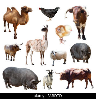 Set of bulls and other farm animals. Isolated over white background Stock Photo