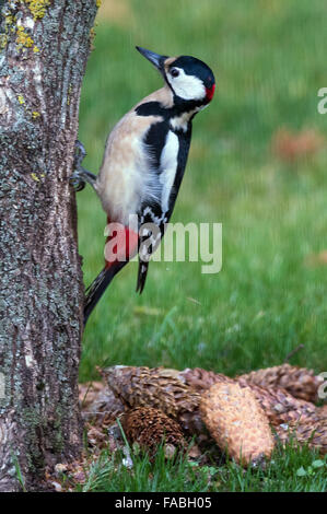 A great spotted woodpecker (Dendrocopos major Syn Picoides major) on a tree in Mixdorf, Germany, 25 Decemeber 2015. Photo: Patrick Pleul/dpa Stock Photo