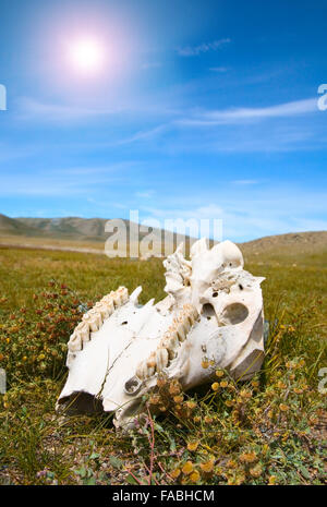 Cow skull lies on the grass Stock Photo