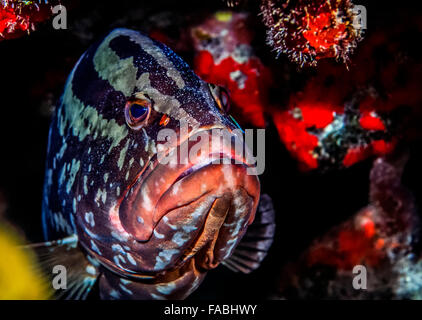 Nassau grouper,Epinephelus striatus, is one of the large number of perciform fishes in the family Serranidae Stock Photo
