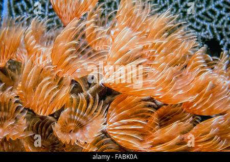 social feather duster, Bispira brunnea on coral reef off coast of Roatan Stock Photo