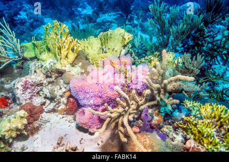 Coral reef scene with purple vase sponges and fire coral Stock Photo