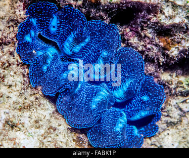 giant clam,Tridacna gigas, known as pā’ua in Cook Islands Māori, is a clam that is the largest living bivalve mollusk. Stock Photo