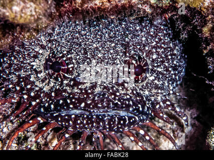 splendid toadfish, Sanopus splendidus, also called the coral toadfish off coast of Belize Stock Photo