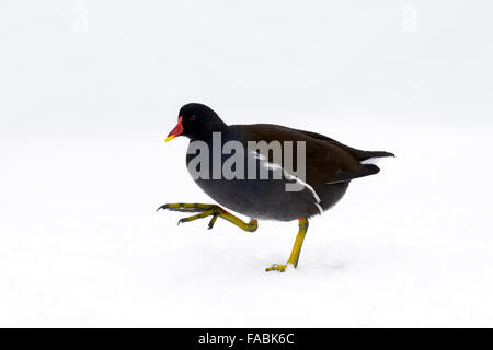 Moorhen (Gallinula chloropus) walking on snow, Bavarian forest, Germany. Stock Photo