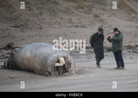 Ynyslas Beach near Aberystwyth, Wales, UK. 26th December, 2015.   People looking at and photographing the decomposing and rotting  body of a  15' dead whale, identified locally  as a minke whale, washed up on Christmas Day by the stormy weather on the beach at Ynyslas just north of Aberystwyth on the west wales coast     photo Credit:  Keith Morris / Alamy Live News